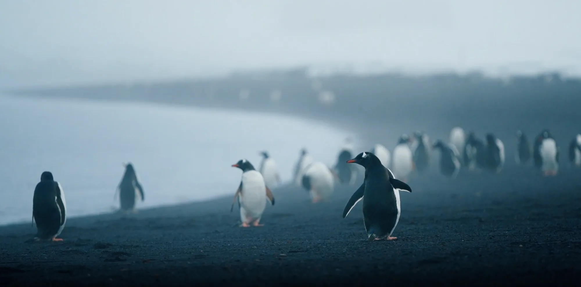 Penguins walking along a misty shoreline