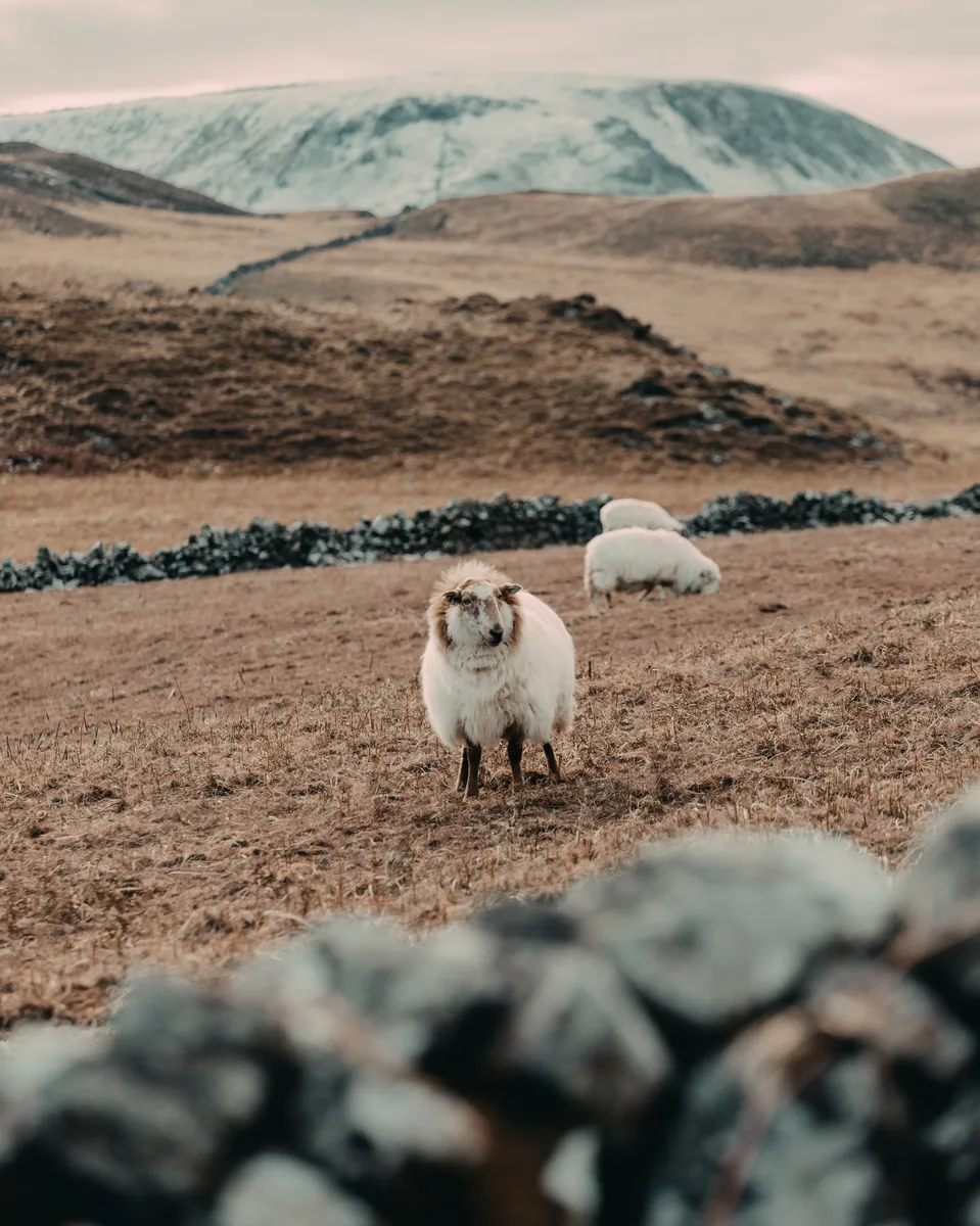 Cregennan Lakes in winter: landscape photography at Eryri National Park, Wales, photo 6